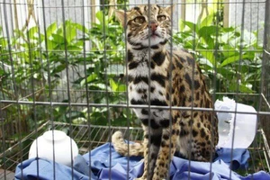 Phát hiện mèo cẩm thạch trong Sách đỏ ở Việt Nam