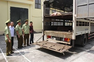 Không có heo lậu xuất khẩu qua Trung Quốc