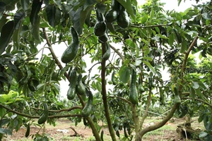 Đại gia Thái Lan muốn đưa trái bơ 034 sang Singapore