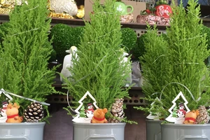 Tùng thơm giá rẻ Đà Lạt 'cháy hàng' dịp lễ Giáng sinh