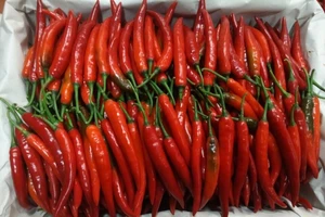 Vì sao giá ớt hiểm tăng đột biến lên 200.000 đồng/kg?