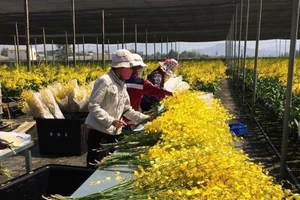 Không tăng cước vận chuyển hoa hỗ trợ bà con Đà Lạt 