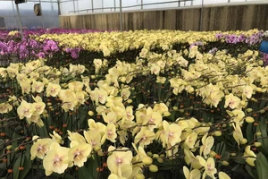 TP.HCM nới giờ cho xe chở hoa vào nội đô phục vụ tết 