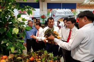 Lý do vải Lục Ngạn được bảo hộ chỉ dẫn địa lý tại Nhật 