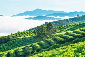 Đà Lạt được nhiều khách chọn đi du lịch lễ 30-4