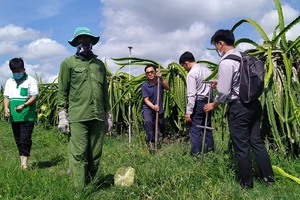 Hà Lan hỗ trợ nông dân Việt Nam xây dựng mô hình cây ăn trái kiểu mẫu