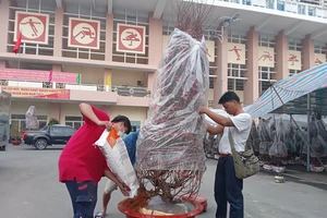 Giá cước chở hoa đào từ Hải Dương về TP.HCM tăng gấp đôi