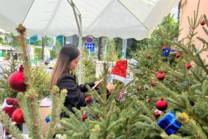 Cây thông tươi nhập khẩu từ Nga 