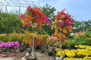 Hoa giấy 'chân dài' 3m chờ khách mua chưng tết