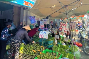 Giá cam sành có nơi rớt thảm chỉ còn 1.500 đồng/kg 