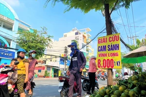 Người dân tấp nập giải cứu cam sành Vĩnh Long 