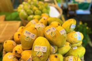 Sản phẩm xoài huyện Cần Giờ đạt chứng nhận OCOP. ẢNH: TÚ UYÊN