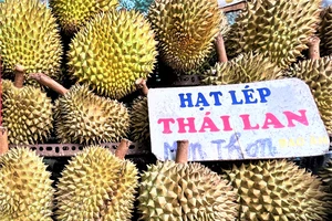 Giá bán lẻ sầu riêng Monthong đang cao. ẢNH: TÚ UYÊN