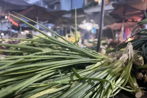 Bất ngờ giá hành lá tăng lên mức 100.000 đồng/kg 