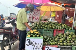 Giá cam sành miền Tây rớt mạnh, có nơi chỉ còn 3.000 đồng/kg
