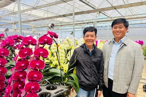 Đà Lạt tung nhiều hoa mới phục vụ thị trường Tết 2024