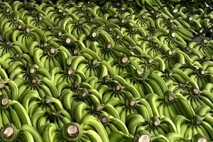 Việt Nam vượt Philippines trở thành nhà cung cấp chuối lớn nhất cho thị trường Trung Quốc