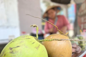 Dừa bán lẻ 13.000-20.000 đồng/trái. Ảnh: TÚ UYÊN