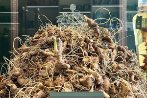 Vì sao sâm Ngọc Linh tốt nhưng người Việt lại thích sâm Hàn Quốc?