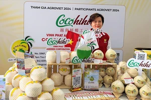 Dừa Việt Nam nổi tiếng nhưng công ty dừa lại 'ngồi trên đống lửa' vì... nhập khẩu 