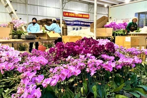 Hàng tỉ cành hoa Đà Lạt chuẩn bị ra thị trường Tết, hoa Trung Quốc thất thế