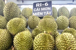 Lào, Indonesia tăng tốc trồng sầu riêng, xuất khẩu của Việt Nam gặp thách thức 