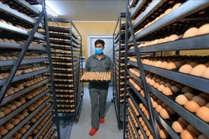 Chăn nuôi khép kín công nghệ cao: Hướng đi bền vững cho nông dân khu vực Tây Nguyên