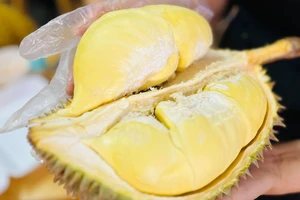 Sầu riêng Hải Nam (Trung Quốc) tăng trưởng 'thần tốc', sầu riêng Việt Nam sẽ ra sao?