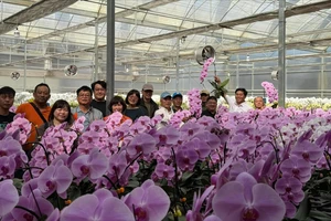 Người bán hoa, trồng hoa điêu đứng vì công văn 'không nhận hoa chúc mừng ngày khai giảng' 