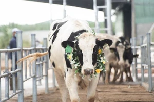 Người tiêu dùng, nhà kinh doanh sữa lúng túng vì quy định không rõ ràng