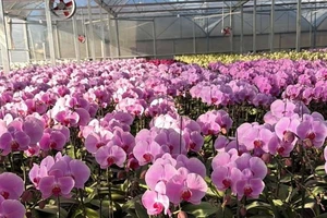 1,6 tỉ cành hoa Đà Lạt quyết giữ 'ngôi vương' mùa Tết 2026