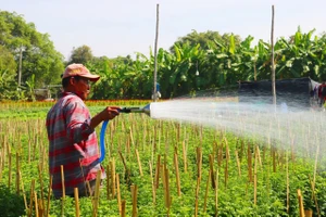 TP.HCM: Người trồng hoa Tết 'hồi hộp' chờ đầu ra 