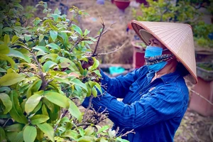 Cận Tết, người lao động có thêm thu nhập nhờ nghề lặt lá, bẻ nụ 