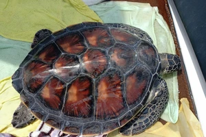 Thả 1 cá thể rùa biển quý hiếm về môi trường tự nhiên 