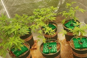 Trồng cả trăm cây cần sa ở TP Thủ Đức rồi rao bán trên mạng