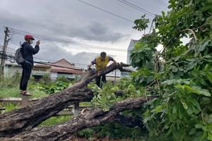 TP Thủ Đức: Cây xanh bật gốc đè lên đường ray xe lửa