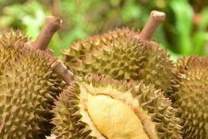 Điều tra đơn tố giác 169 kg sầu riêng có dấu hiệu bị chiếm đoạt 