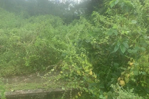 Phát hiện thi thể nữ giới dưới sông Rạch Chiếc