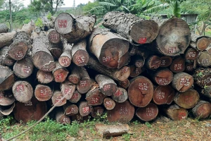 Hơn 4.500 m3 gỗ tại TP.HCM đang dãi nắng, dầm mưa