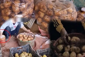 Kiến nghị xử lý 'Hô biến' khoai tây Trung Quốc thành nông sản Đà Lạt