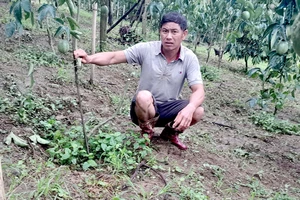 325 gốc chanh dây của 1 hộ dân ở Lâm Đồng bị kẻ gian chặt phá