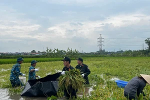 Bộ đội tên lửa và Cảnh sát cơ động giúp dân thu hoạch lúa chạy lũ