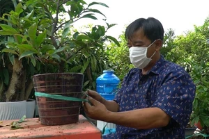 Video: Nhà vườn ở Thủ Đức xuất khẩu mai vàng đón Tết Nguyên đán 