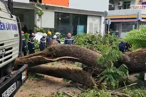 Video: Cây xanh trước cổng trường bật gốc, có học sinh và thai phụ bị thương