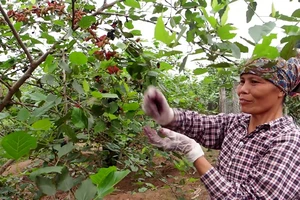  Video: Nông dân ngoại thành Hà Nội tất bật thuê người thu hoạch dâu tằm