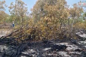 Video: Đốt lửa trong rừng phòng hộ để diễn tập chữa cháy, Quảng Nam nói gì?