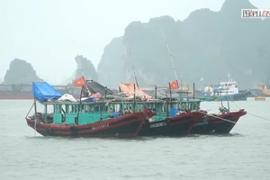Hạ Long: Tàu thuyền đã về neo đậu an toàn tại các cảng cá