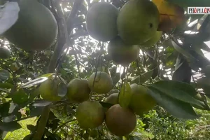 Video: Nông dân Lâm Đồng làm giàu từ cam ruột đỏ, không hạt