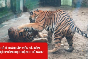 Hổ ở Thảo cầm viên Sài Gòn được phòng dịch bệnh như thế nào?