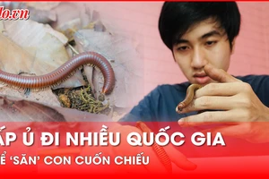 Xem con cuốn chiếu như thú cưng, chàng trai đi khắp nơi săn tìm về nuôi